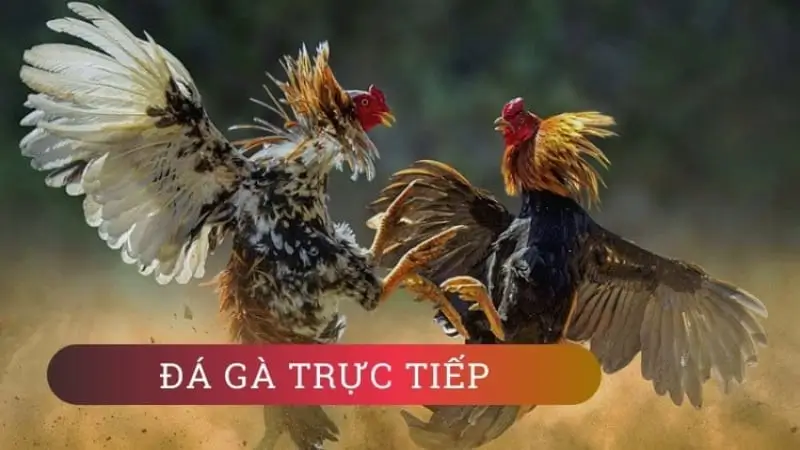 Đá Gà Trực Tuyến - Cá Cược Đá Gà Trực Tuyến Tại RW88