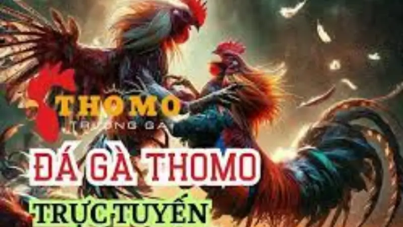 Trực Tiếp Đá Gà Thomo Hấp Dẫn Dễ Hiểu Tại RW88